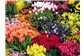 Floricultura da Av. Pontes Vieira, Tauape