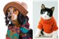 Roupa para Gato e Cachorro no Dionísio Torres 