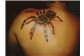 Aranha Tattoo