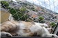 Tele de Segurança para Animais