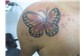 borboleta tattoo