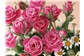 Entrega de Rosas em Domicílio