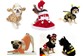 Venda de Roupinhas Para Cães e Gatos