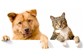 Entrega e Busca de Animais no Dionísio Torres 